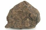 Chondrite Meteorite ( g) - Western Sahara Desert #232950-1